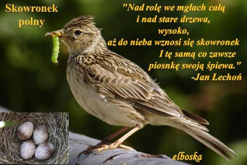 Skowronek polny